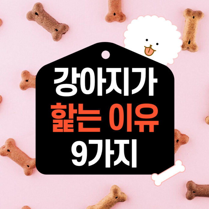 강아지가 주인을 핥는 이유